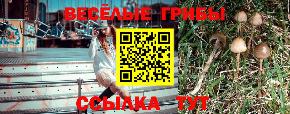 Сафоново  Галлюциногенные грибы Psilocybine cubensis  Вход с VPN 